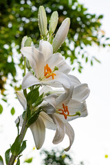 White lily in the garden. Lilium longiflorum