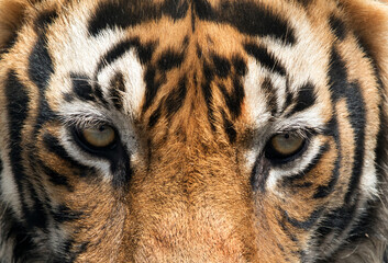 Closeup of eyes of a tiger T60 cub, Ranthambore Tiger Reserve