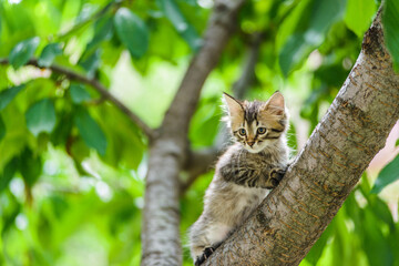 Naklejka na ściany i meble Cute curious kitten cat climbing tree ready to jump