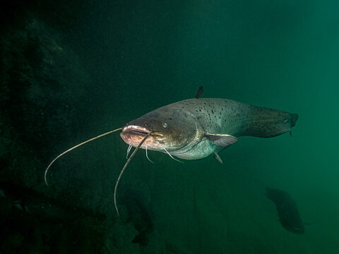 Catfish in lake Bled Slovenia