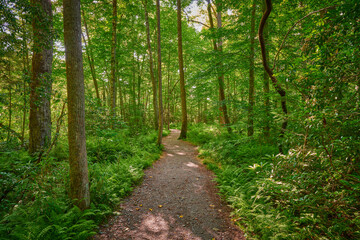 Fototapeta na wymiar Sunlit walking path through a lush forest.