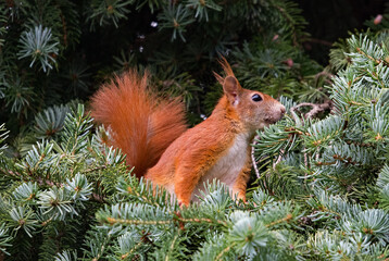 Eichhörnchen in einem Baum 