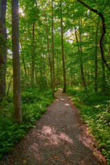 Sunlit walking path through a lush forest.