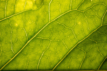 Macro photography of leaf with light behind it.