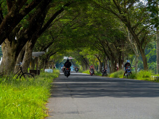 the road is filled with trees there are vehicles