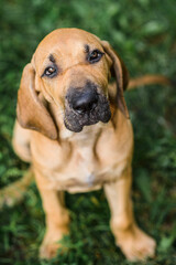 Obraz premium Adorable Fila Brasileiro puppy portrait