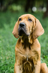 Adorable Fila Brasileiro puppy portrait