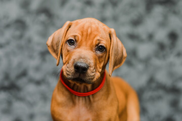 Cute rhodesian ridgeback puppy close up portrait on grey background