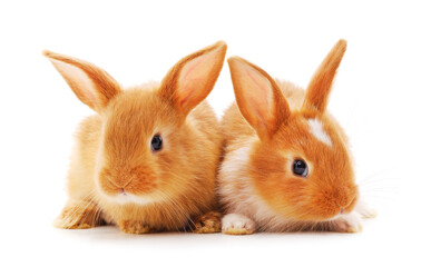 Two little rabbits.