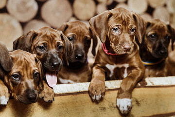 Several rhodesian ridgeback puppies sitting in raw on wooden background