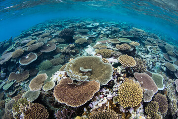 Table corals cover a shallow reef in Fiji. These corals are relatively fast growing and compete with other corals by over-growing and shading them out.