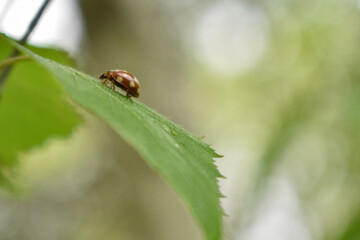 red ladybug on green grass
