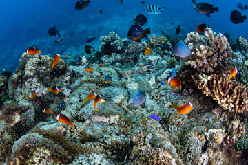 Black and Red anemonefish, Amphiprion melanopus, swim among the tentacles of a mat of host anemones...