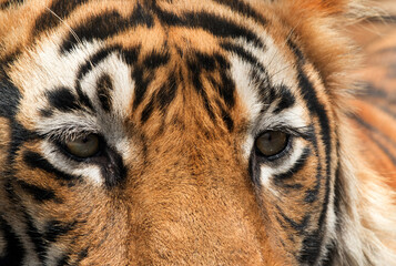 Eyes of the cub of Tiger T60, Ranthambore Tiger Reserve