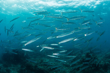 Fototapeta na wymiar A school of Bigeye barracuda, Sphyraena forsteri, gathers over a coral reef in Fiji. This remote, tropical island group is known for its beautiful marine biodiversity.