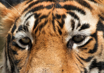 Closeup of Tiger T60 cub at Ranthambore Tiger Reserve