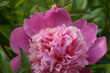 Obraz premium awesome pink peonies in the spring garden