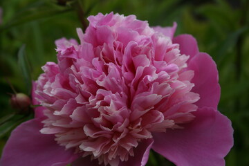 awesome pink peonies in the spring garden