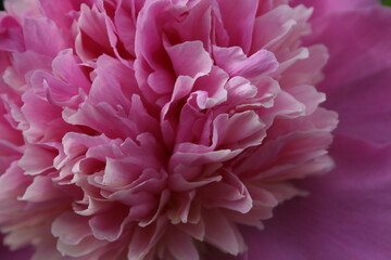 awesome pink peonies in the spring garden