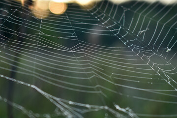 cobwebs in the woods at dawn