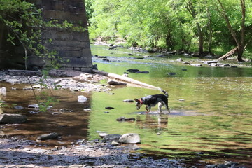 Dog playing in the creek.