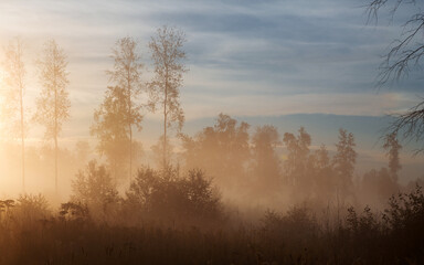 Fototapeta na wymiar Sunrise in the foggy forest, Altai, Russia