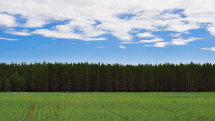 landscape with trees