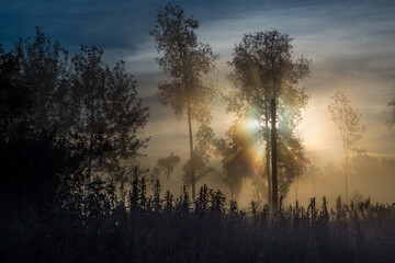 Fototapeta na wymiar Sunrise in the foggy forest, Altai, Russia
