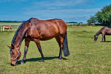 Horses graze in a meadow in a corral on a sunny day