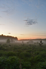 morning mist on the forest clearing