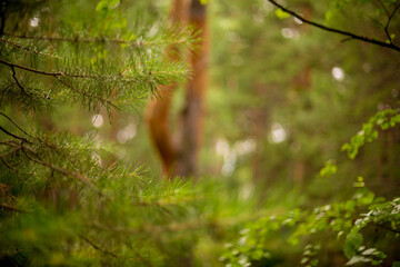 The trunk and branches of a pine