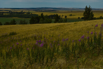 field of flowers