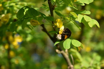 Bumblebee collects pollen from flowers