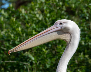 close up of a pelican