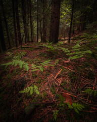 dark forest in the morning