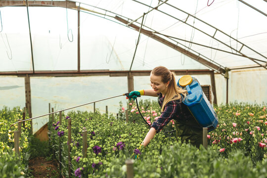 

Gardener woman spraying flower in greenhouse. Intended for spraying liquid fertilizers and pest control solutions.