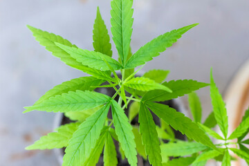 Selective focus cannabis, Close-up marijuana leaves, Cannabis seedlings with white background, Green hemp seedlings,Isolate Cannabis with clipping path