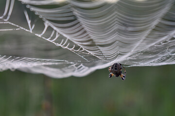 spider hanging on a web in the woods