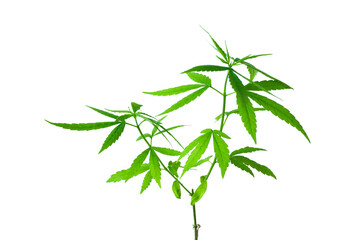 Fototapeta premium Selective focus cannabis, Close-up marijuana leaves, Cannabis seedlings with white background, Green hemp seedlings,Isolate Cannabis with clipping path