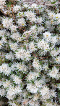 Moss on the Ground