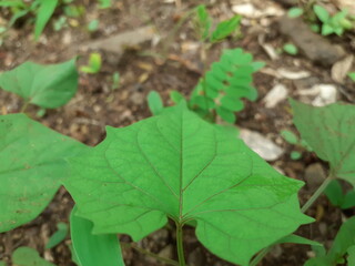 green leaves of a tree