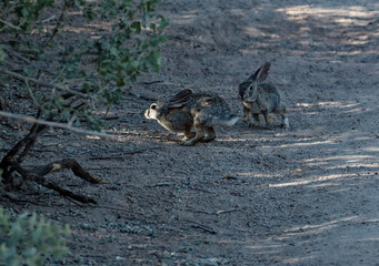An Angry Rabbit Chases another Rabbit into the Bushes