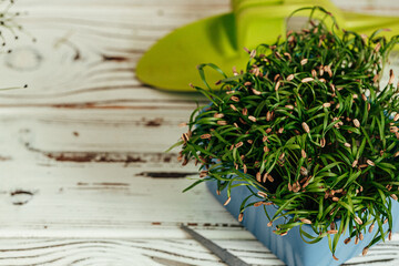Potted micro green on wooden table close up