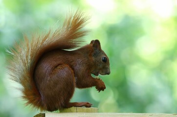 squirrel eating nut