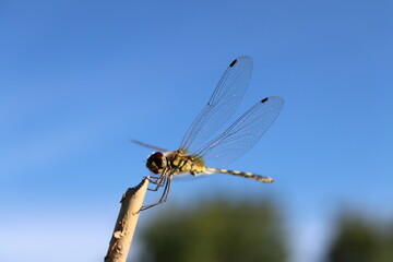 Dragonflies sticking on a branch on blue background.