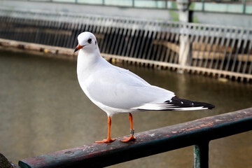 Portrait einer Möwe