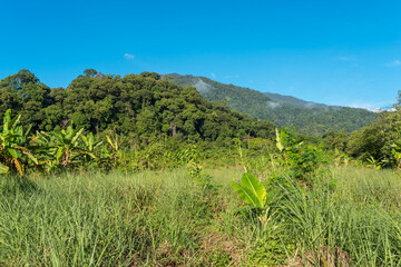 Fototapeta na wymiar Landscape in Ketambe in the south of the Gunung Leuser National Park on the island of Sumatra in Indonesia