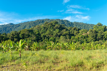 Fototapeta na wymiar Landscape in Ketambe in the south of the Gunung Leuser National Park on the island of Sumatra in Indonesia