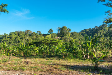 Hilly landscape and mountains in Ketambe in the south of the Gunung Leuser National Park on the island of Sumatra in Indonesia
