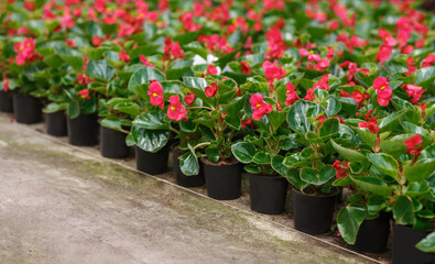 Flowers from greenhouse ready to planting. Pink crown of thorns plant in pots, industrial production